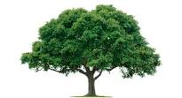 Genealogia — historia rodzinna